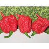 Carolina Reaper