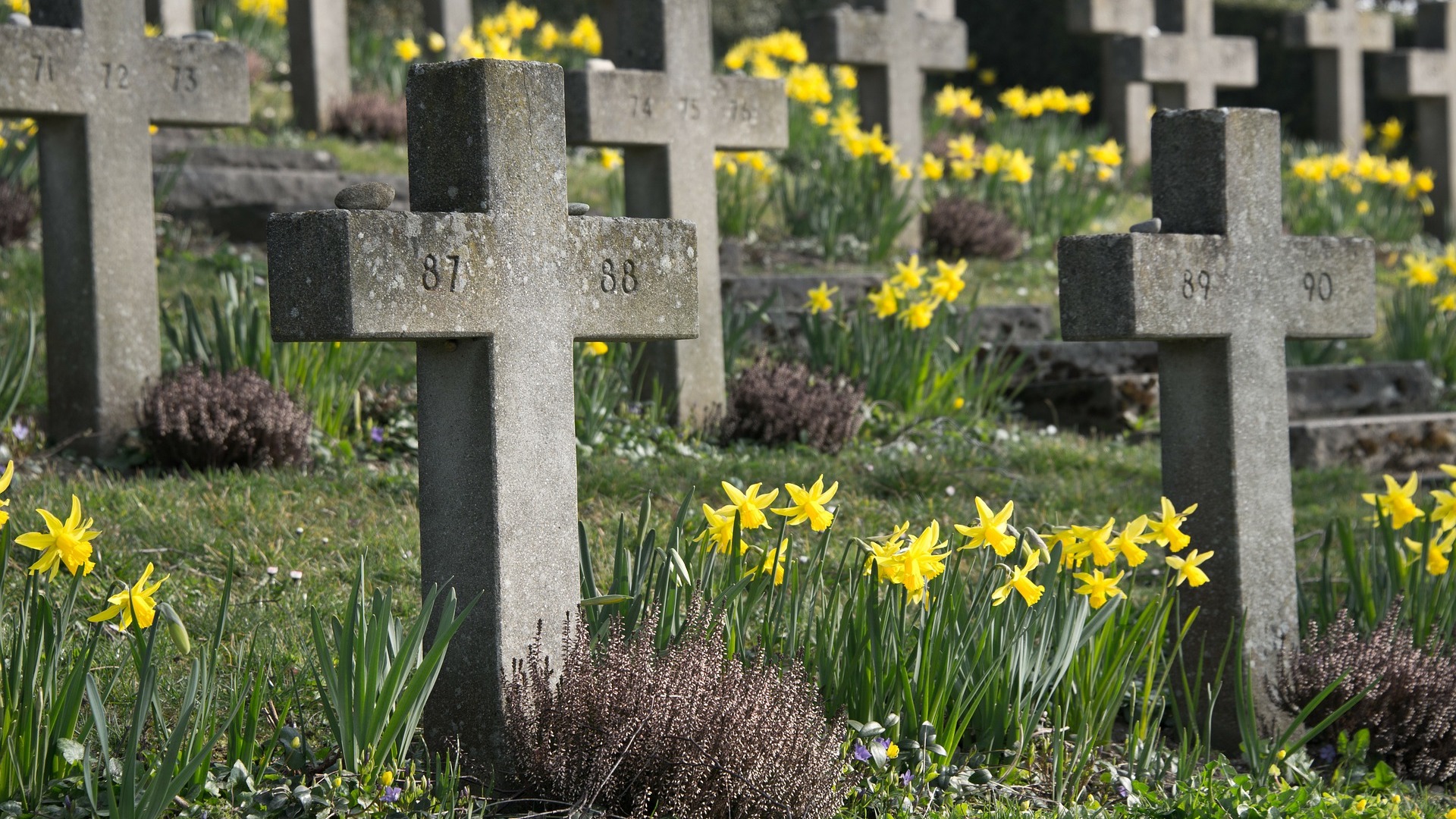 Trvalky na hrob patří. Víme, které!