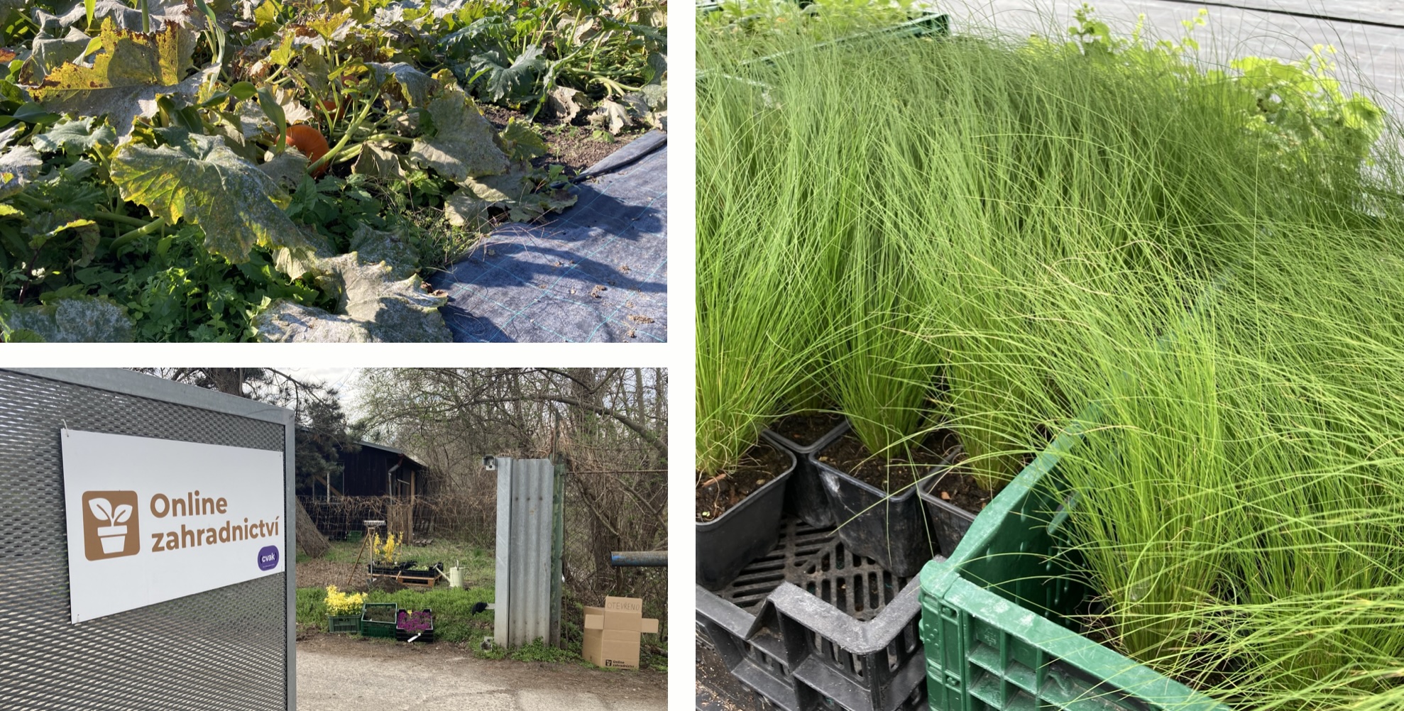 Zahradnictvi_Praha_10_Zabehlice_b