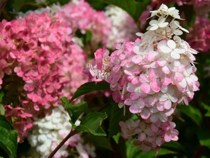 Hydrangea paniculata 'Vanille Fraise'