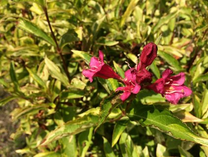 Weigela florida 'Brigela' 2