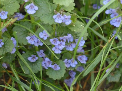 Glechoma hederacea - popenec obecný