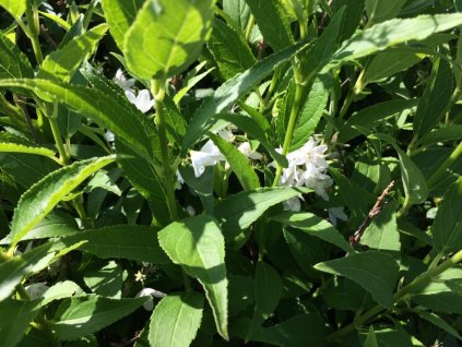 Deutzia gracilis