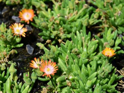 Kosmatec Delosperma hybrid 'Jewel of Desert Topaz'