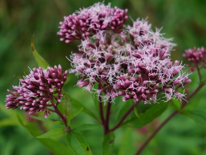 Sadec konopáč (Eupatorium rugosum) - růžový květ