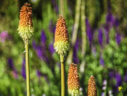 Kleopatřina jehla - Kniphofia