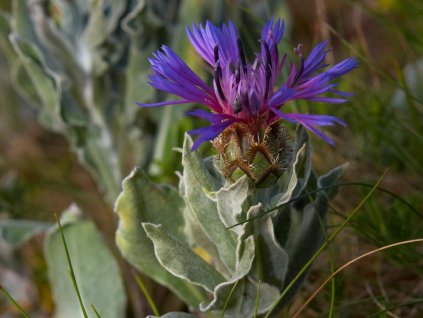 Chrpa chlumní Centaurea triumfettii trvalka