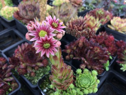 Sempervivum