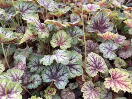 Heuchera x americana Marvelous Marble Silver