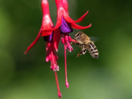 fuchsie