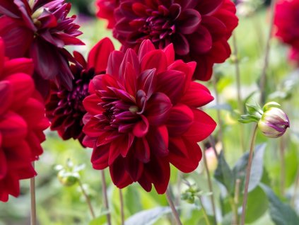 Dahlia (jirina) Arabian Night