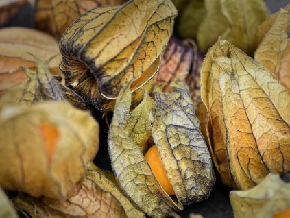 jedla mochyne physalis