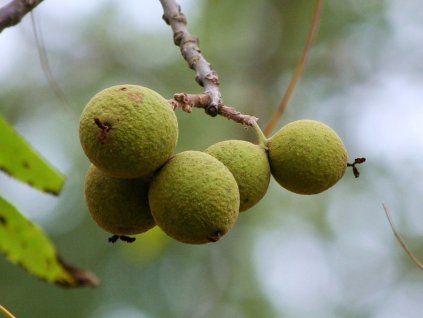 juglans nigra