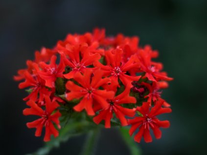 Kohoutek Chalcedonsky Lychnis chalcedonica