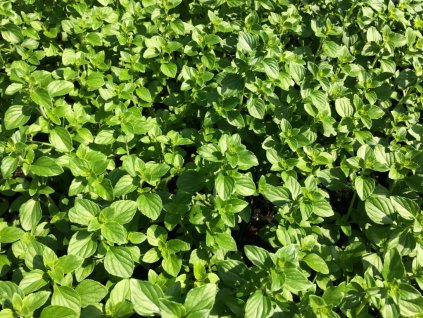 Marulka lekarska Calamintha nepeta