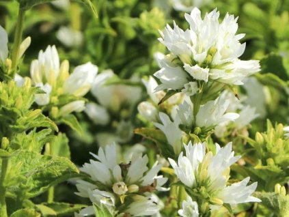 Zvonek klubkaty Campanula glomerata ‘Alba’