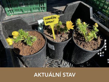 hlavacek