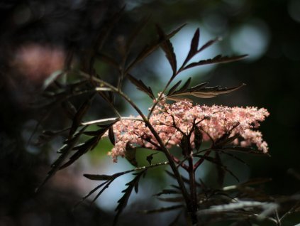 Bez cerny Black Lace