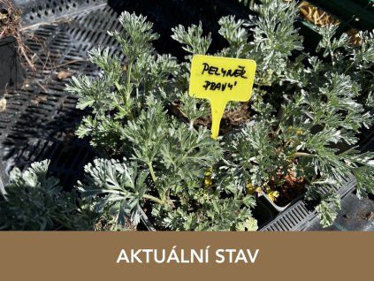 pelynek pravy