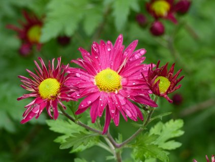 Chrysanthemum indicum 'Oury'