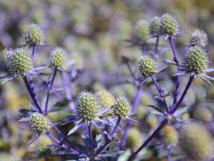 Eryngium planum 'Blue Hobbit' (5)