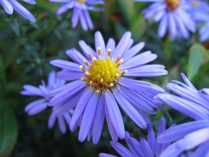 Aster leavis