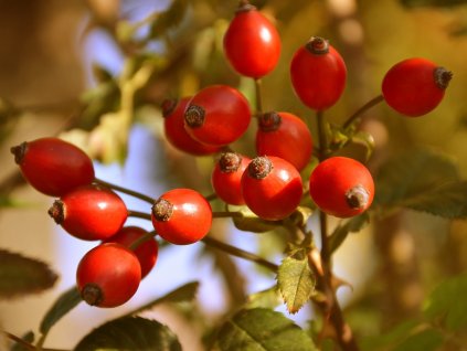 rosa canina