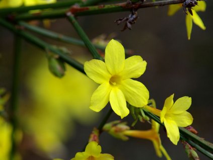 Jasminum nudiflorum