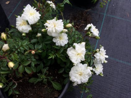 Rosa 'SEA FOAM'