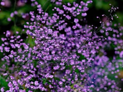 Thalictrum delavay 'Hewitts Double'