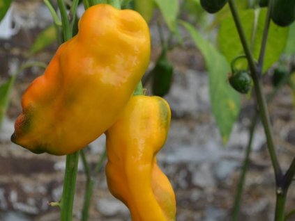 Paprika Corno Giallo