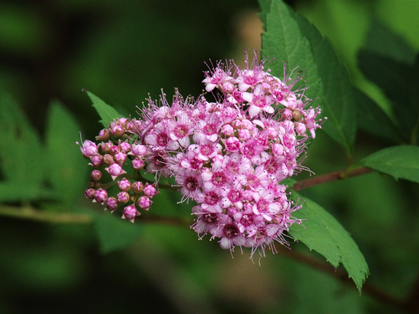 Tavolník japonský Kultivar: Little Princess