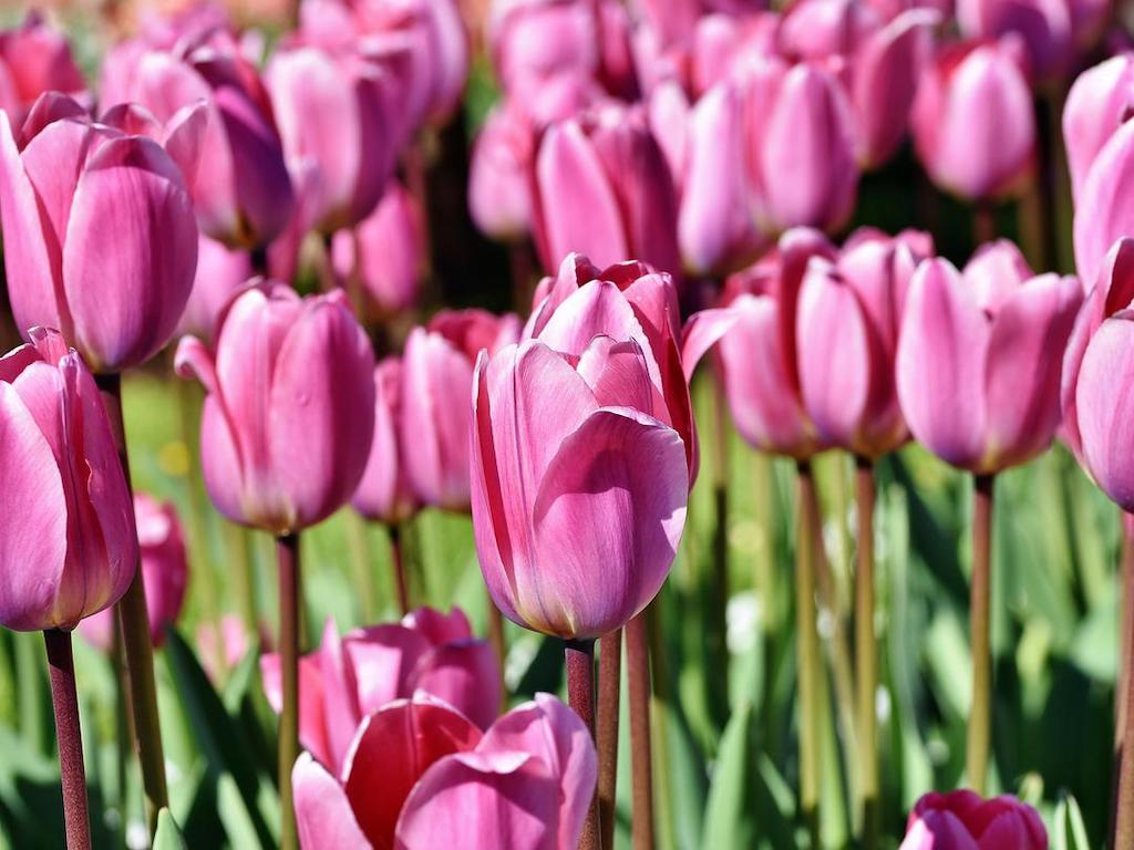 Tulipán Barva květu: Růžová