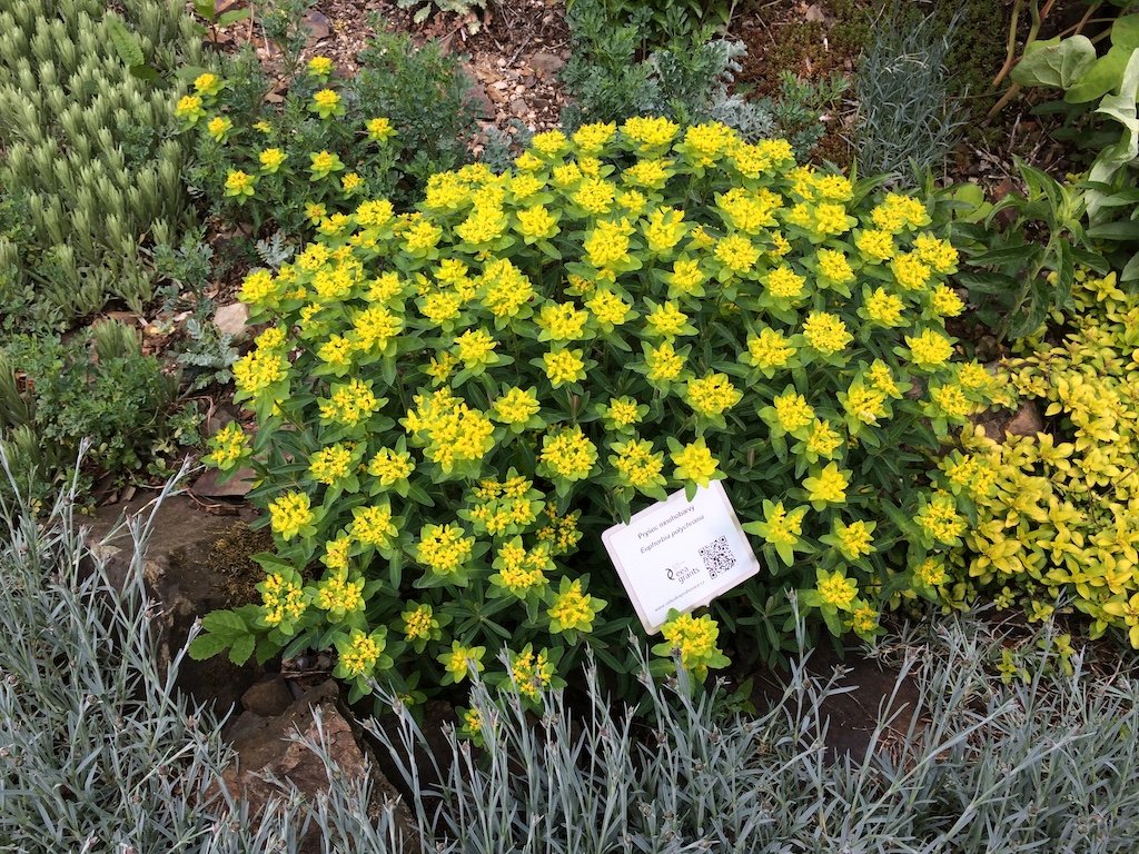 Pryšec Kultivar: Mnohobarvý