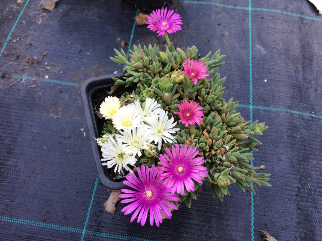 Kosmatec Kultivar: Náhodná barva květu