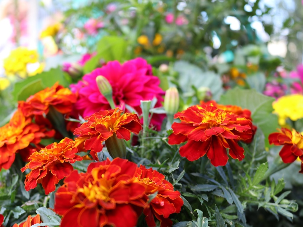 Afrikán Barva květu: Červená