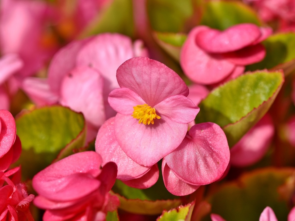 Begonie Kultivar: Přírodní forma