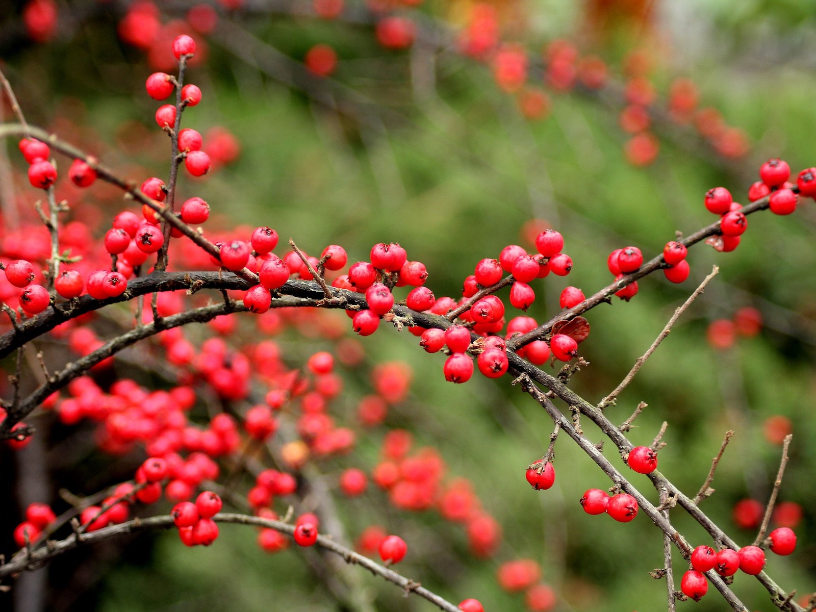 Skalník Dammerův Kultivar: Skogholm