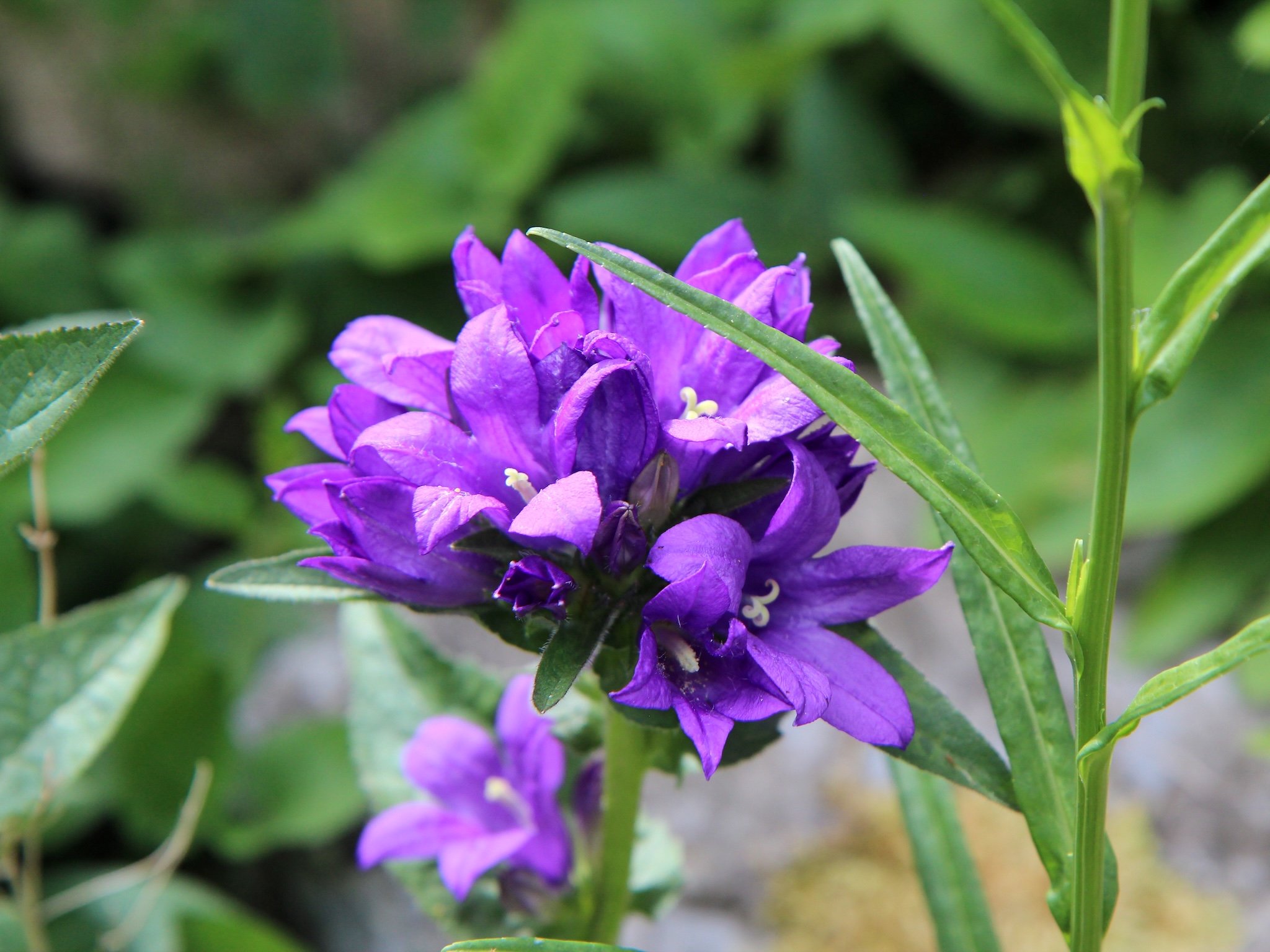 Zvonek klubkatý Kultivar: Acaulis