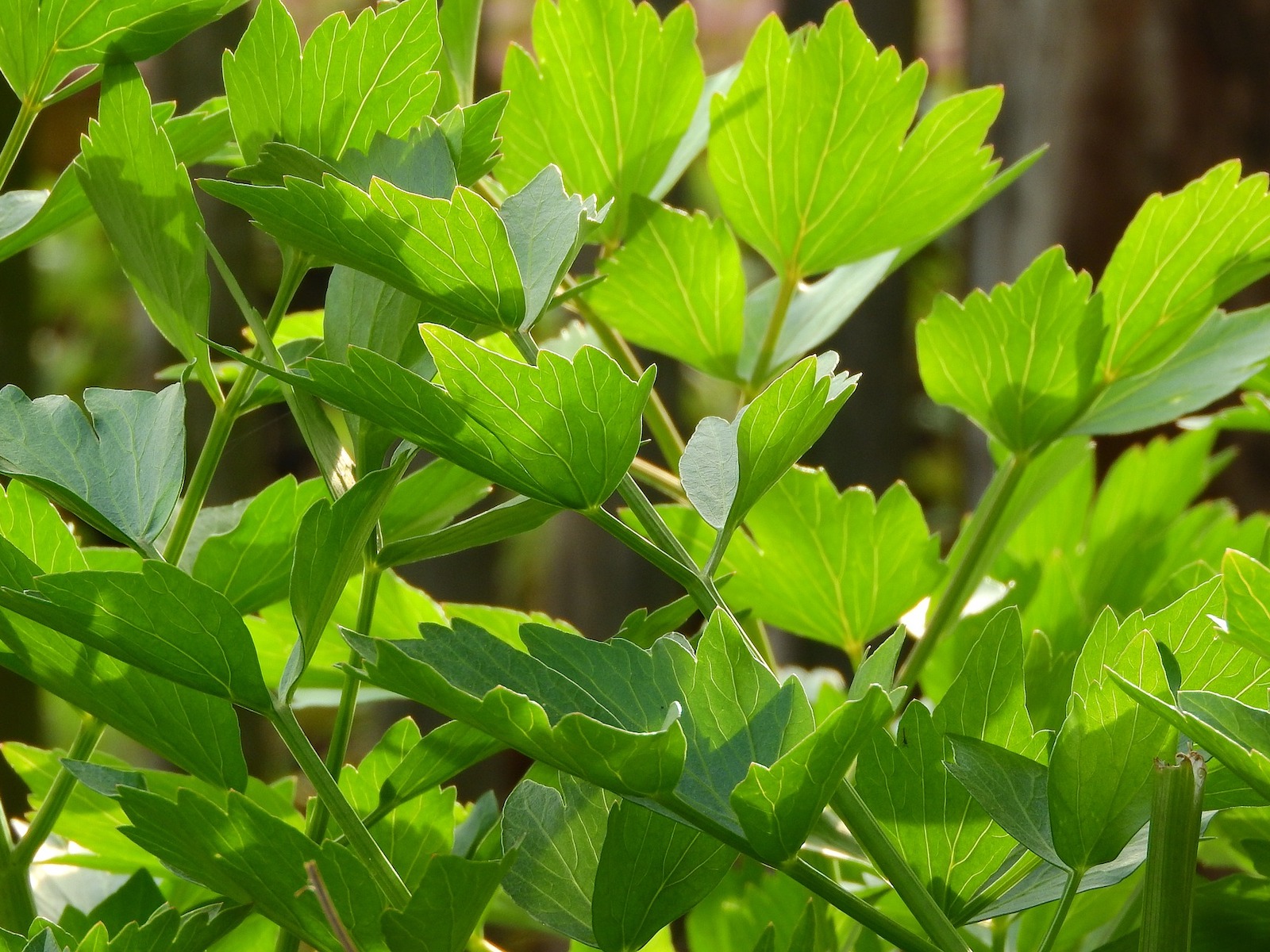 Libeček lékařský