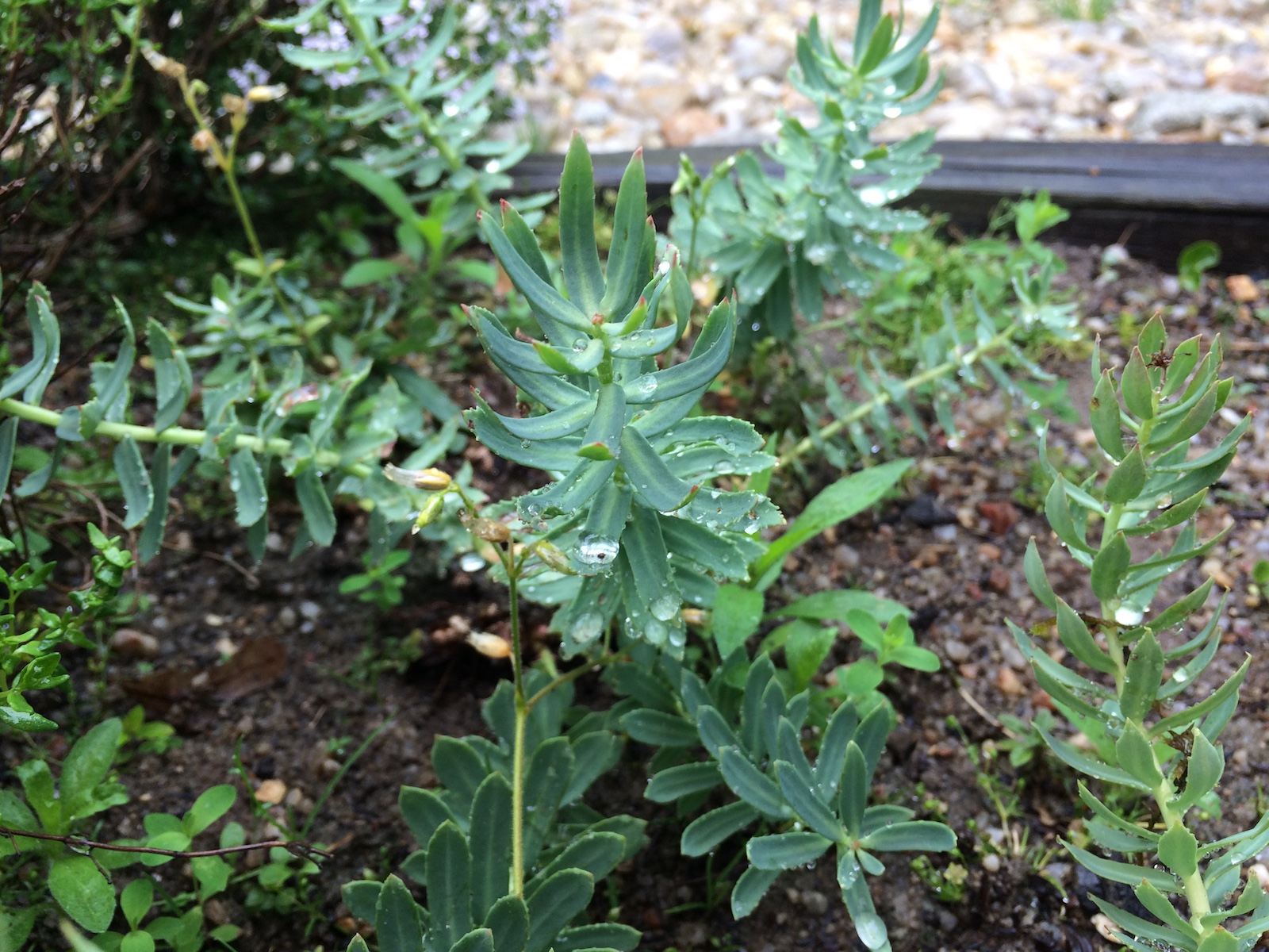 Rozchodnice růžová