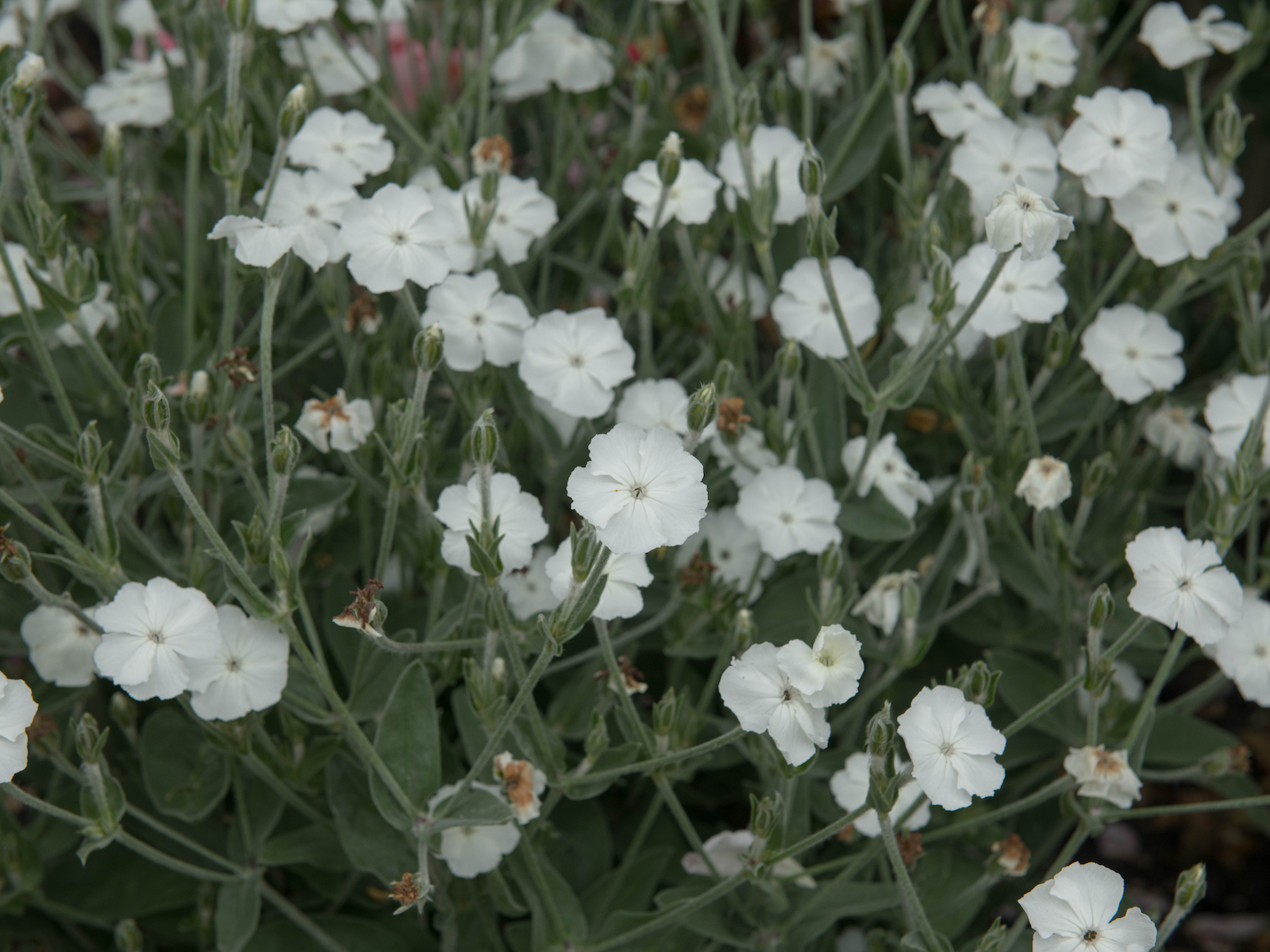 Kohoutek věncový Kultivar: Alba