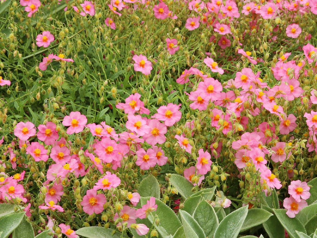 Devaterník Barva květu: Růžová