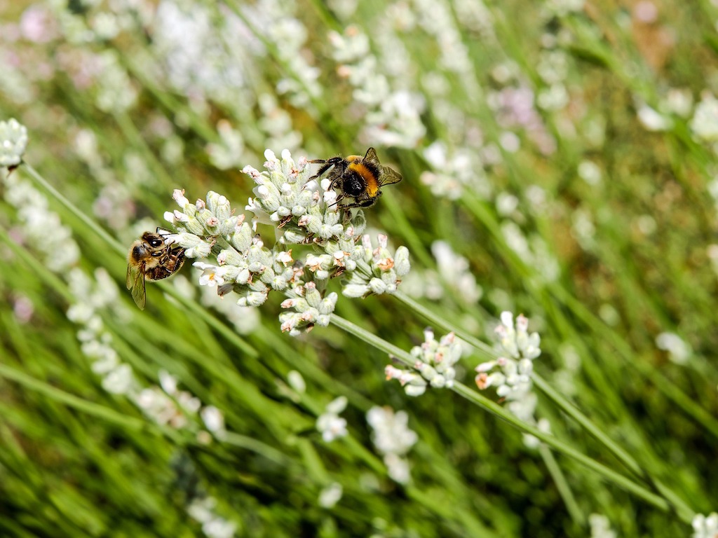 Levandule lékařská Barva květu: Bílá