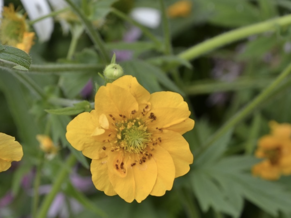 Kuklík chilský Kultivar: Goldball