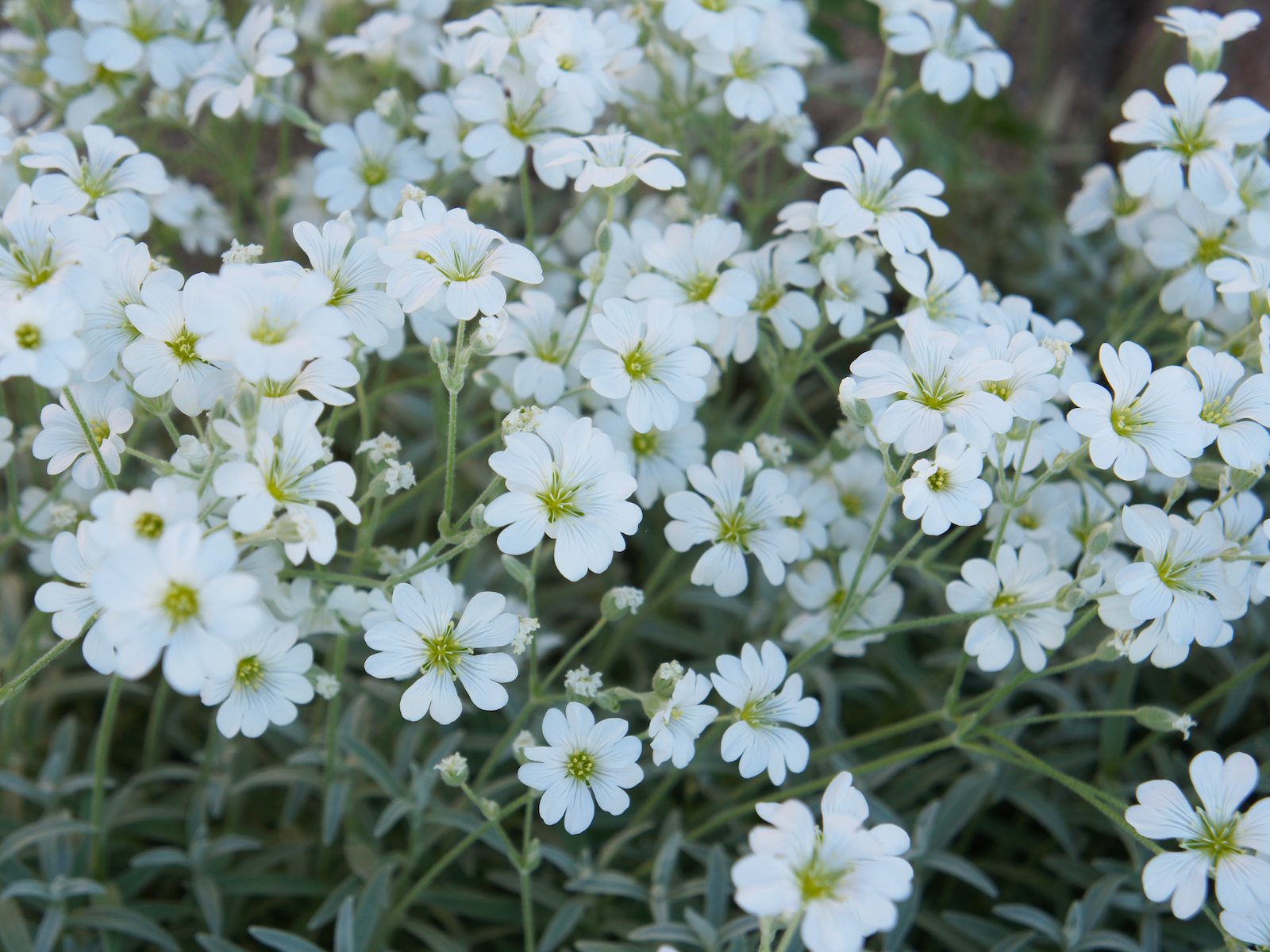 Rožec plstnatý Kultivar: Silver Carpet