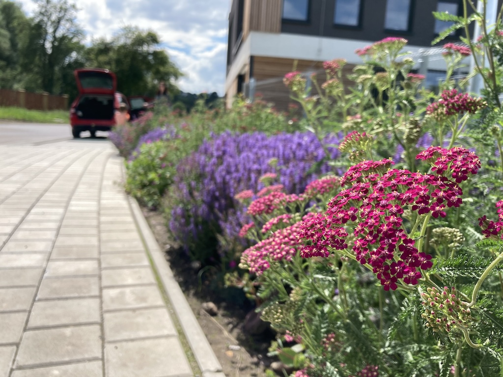 Řebříček Kultivar: Cassis