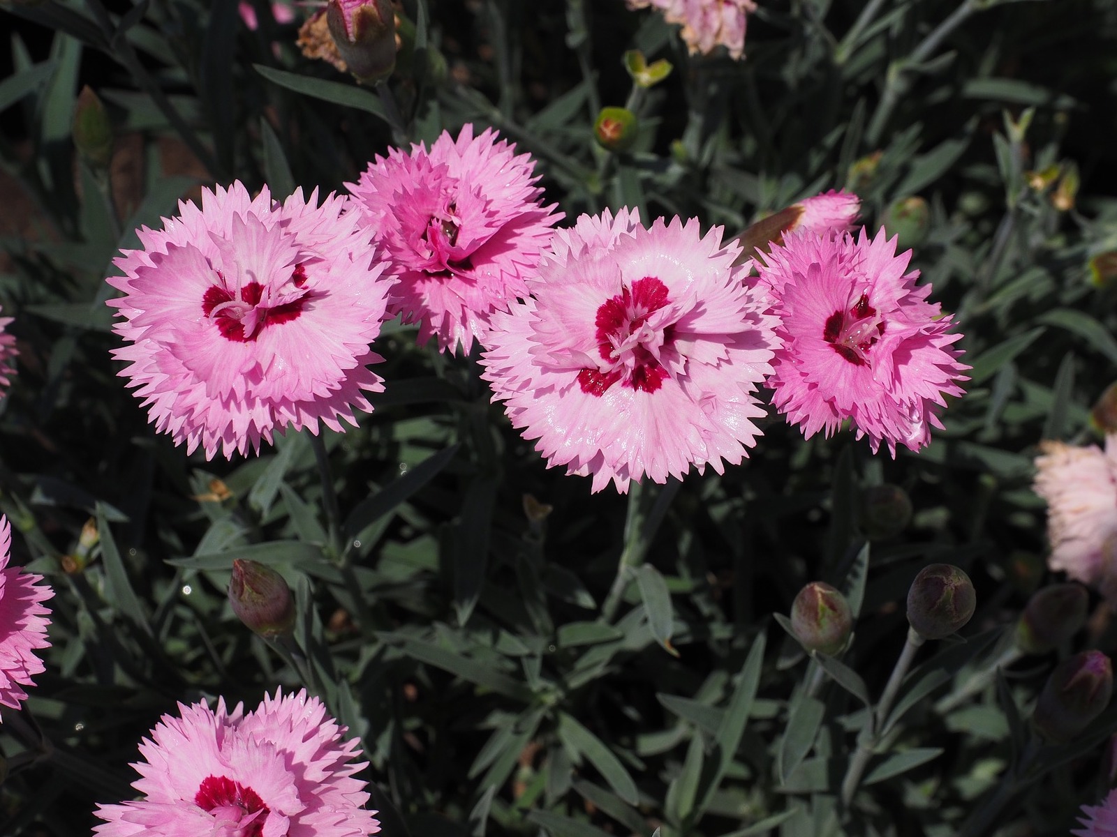 Hvozdík sivý Barva květu: Růžová