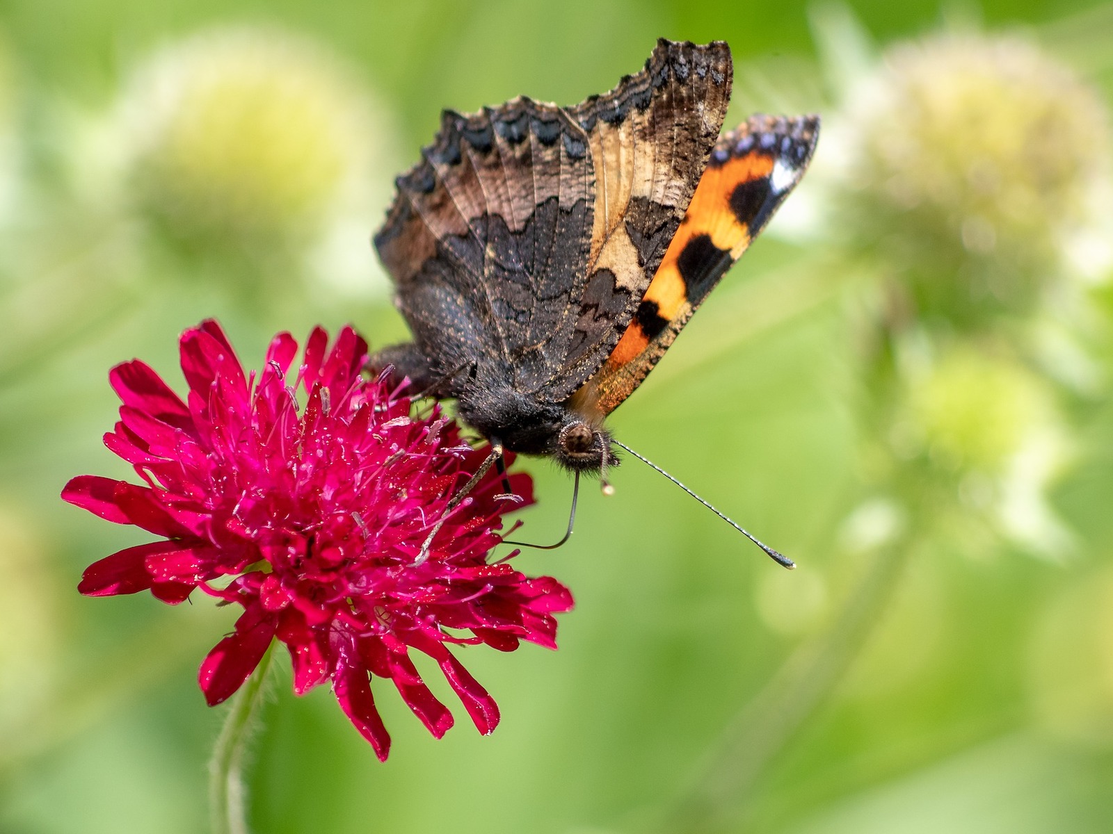 Chrastavec makedonský