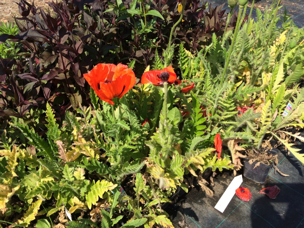 Mák východní Kultivar: Brillant